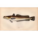 Hake Antique Johnathan Couch Coloured Fish Engraving.