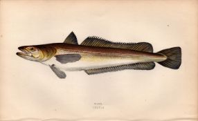 Hake Antique Johnathan Couch Coloured Fish Engraving.