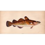 Dorse Antique Johnathan Couch Coloured 1868 Fish Engraving.