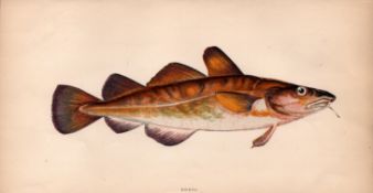 Dorse Antique Johnathan Couch Coloured 1868 Fish Engraving.