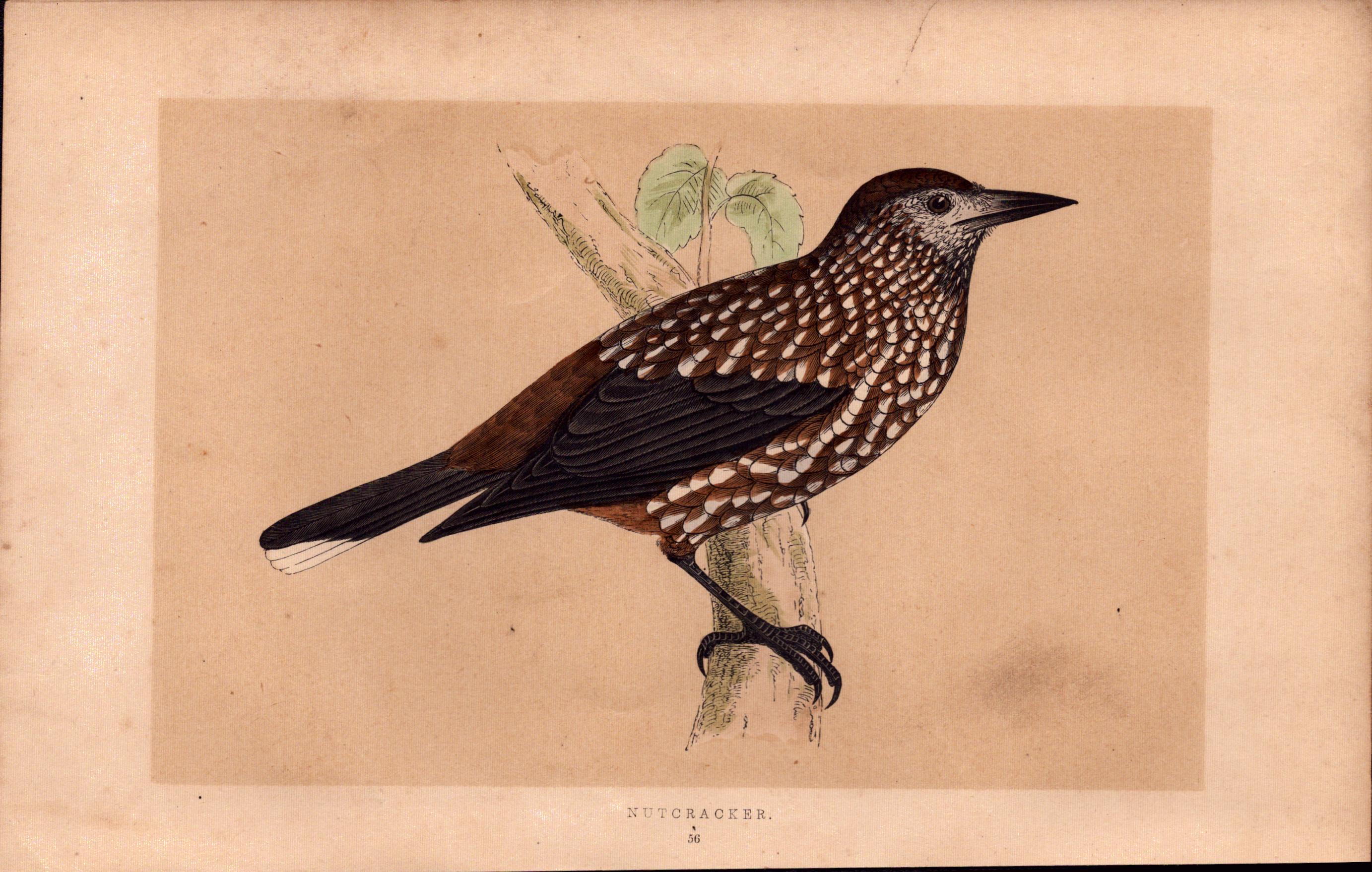 Nutcracker Rev Morris Antique History of British Birds Engraving.