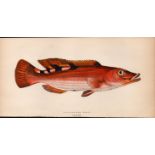 Three-Spotted Wrass 1868 Antique Johnathan Couch Coloured Engraving.