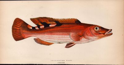 Three-Spotted Wrass 1868 Antique Johnathan Couch Coloured Engraving.