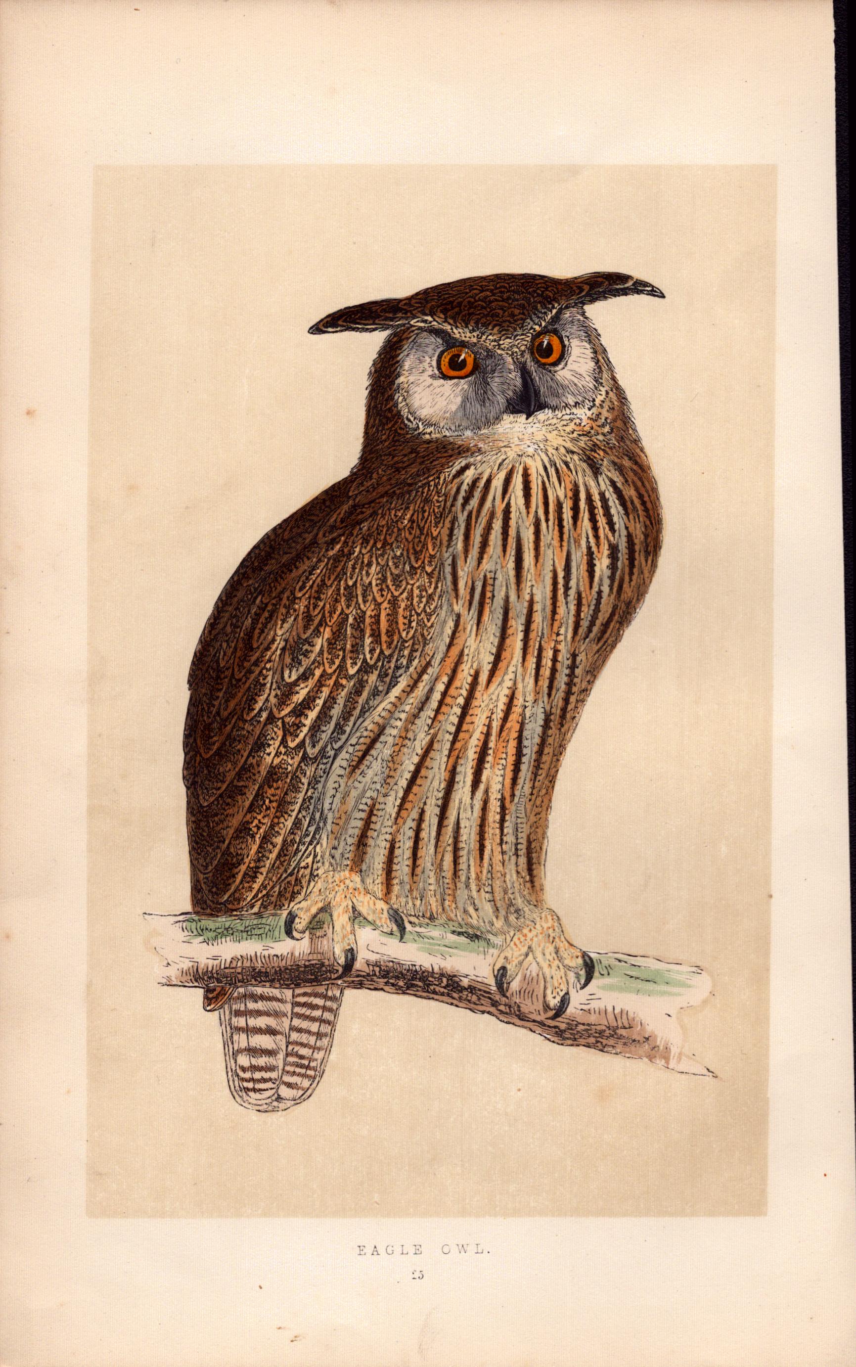 Eagle Owl Rev Morris Antique History of British Birds Engraving.