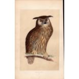 Eagle Owl Rev Morris Antique History of British Birds Engraving.