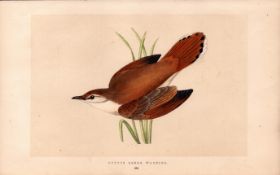 Rufous Sedge Warbler Rev Morris Antique History of British Birds Engraving.