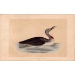 Red Throated Diver Rev Morris Antique History of British Birds Engraving.