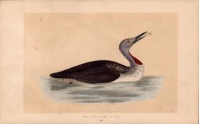 Red Throated Diver Rev Morris Antique History of British Birds Engraving.