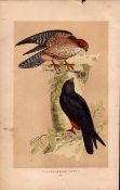 Orange Legged Hobby Rev Morris Antique History of British Birds Engraving.