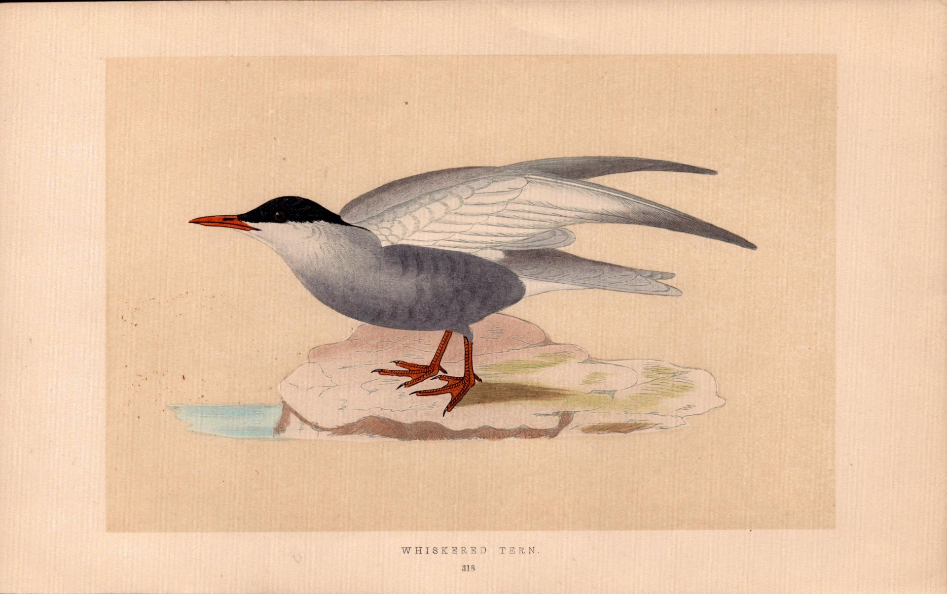 Whiskered Tern Rev Morris Antique History of British Birds Engraving.