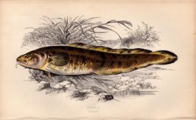 Burbolt Antique Johnathan Couch Coloured Fish Engraving.