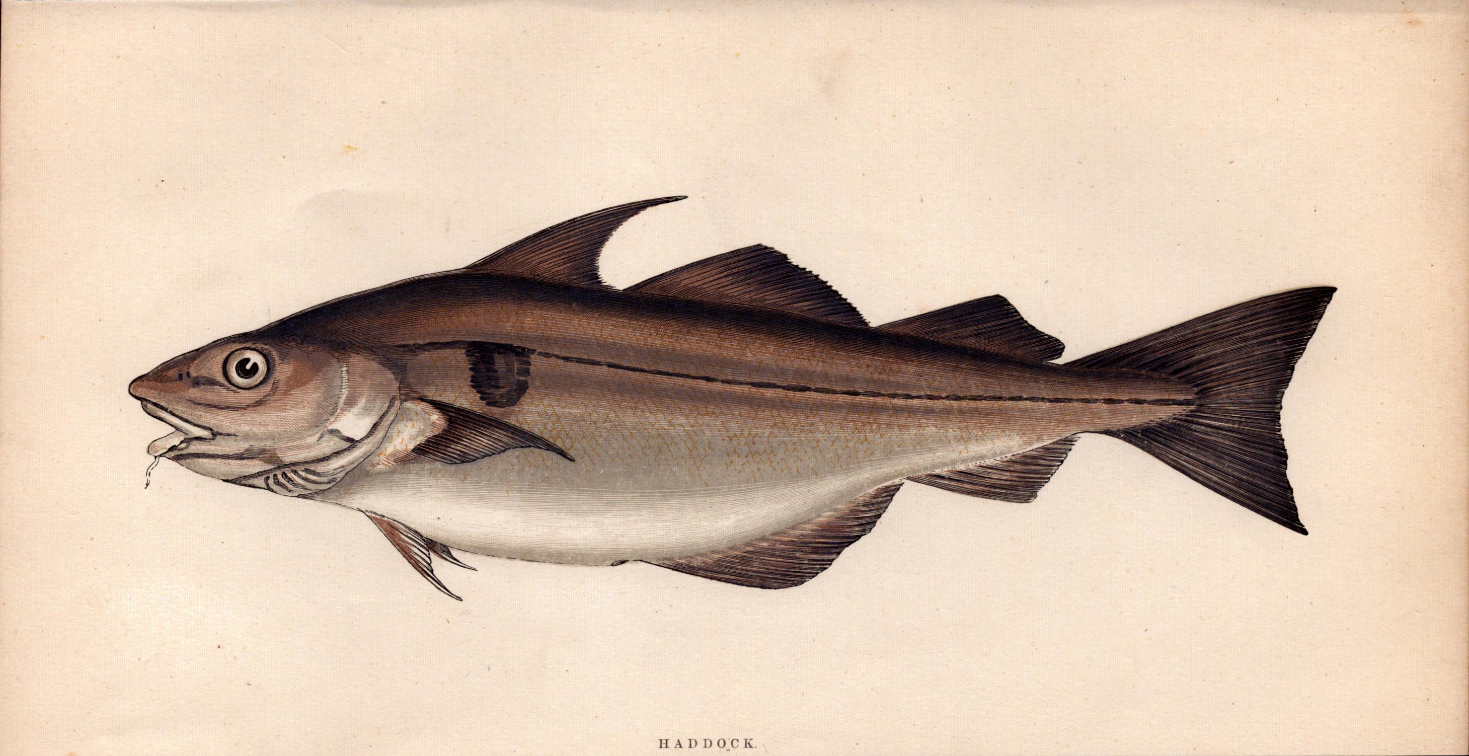 Haddock Antique Johnathan Couch Coloured 1868 Fish Engraving.