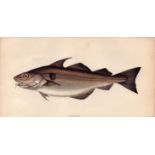 Haddock Antique Johnathan Couch Coloured 1868 Fish Engraving.
