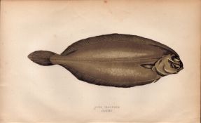 Long Flounder Antique Johnathan Couch Coloured Fish Engraving.