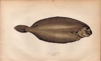 Long Flounder Antique Johnathan Couch Coloured Fish Engraving.