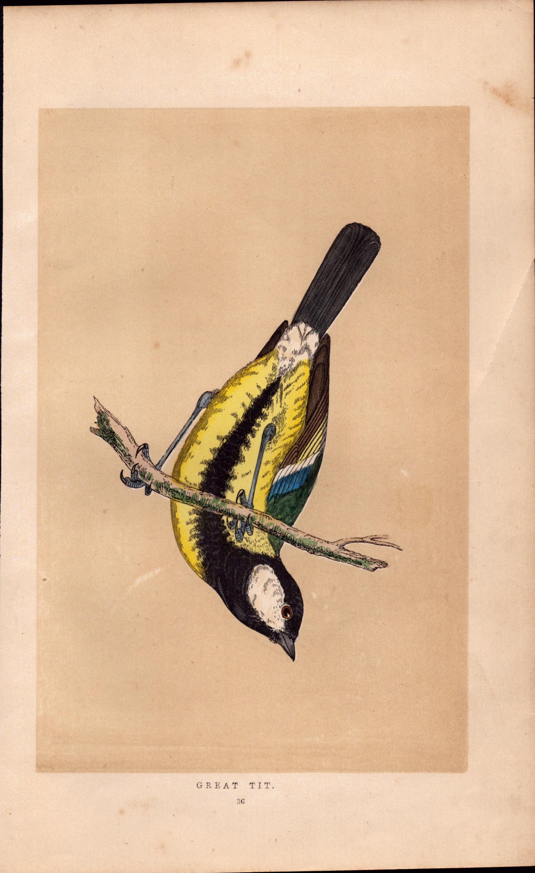 Great Tit Rev Morris Antique History of British Birds Engraving.