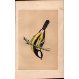 Great Tit Rev Morris Antique History of British Birds Engraving.