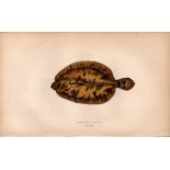 Ekstrom’s Topknot Antique Johnathan Couch Coloured Fish Engraving.