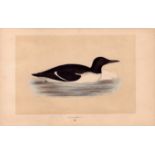 Guillemot Rev Morris Antique 1857 History of British Birds Engraving.