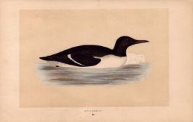 Guillemot Rev Morris Antique 1857 History of British Birds Engraving.