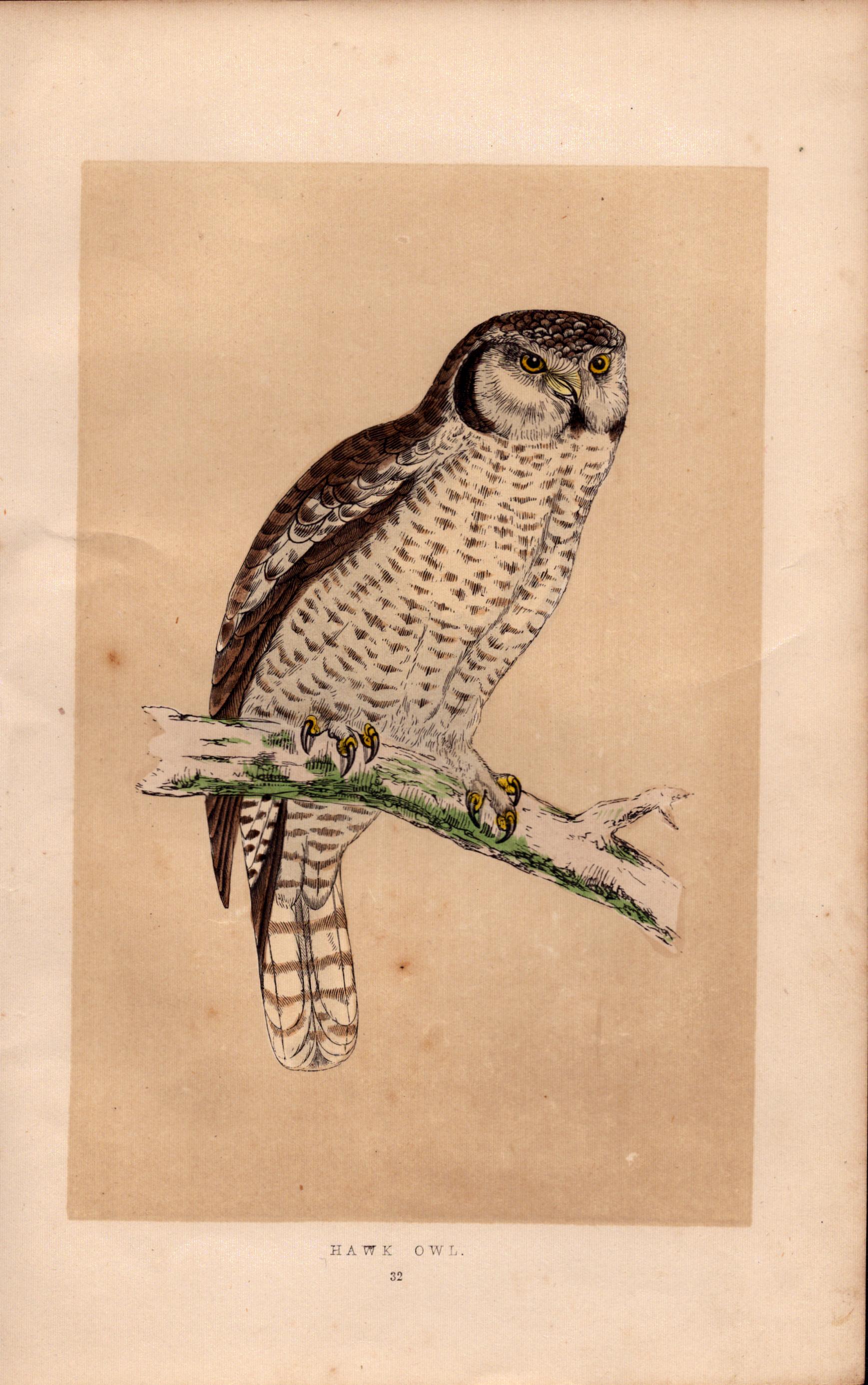 Hawk Owl Rev Morris Antique History of British Birds Engraving.