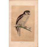 Hawk Owl Rev Morris Antique History of British Birds Engraving.