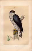 Goshawk Rev Morris Antique History of British Birds Engraving.