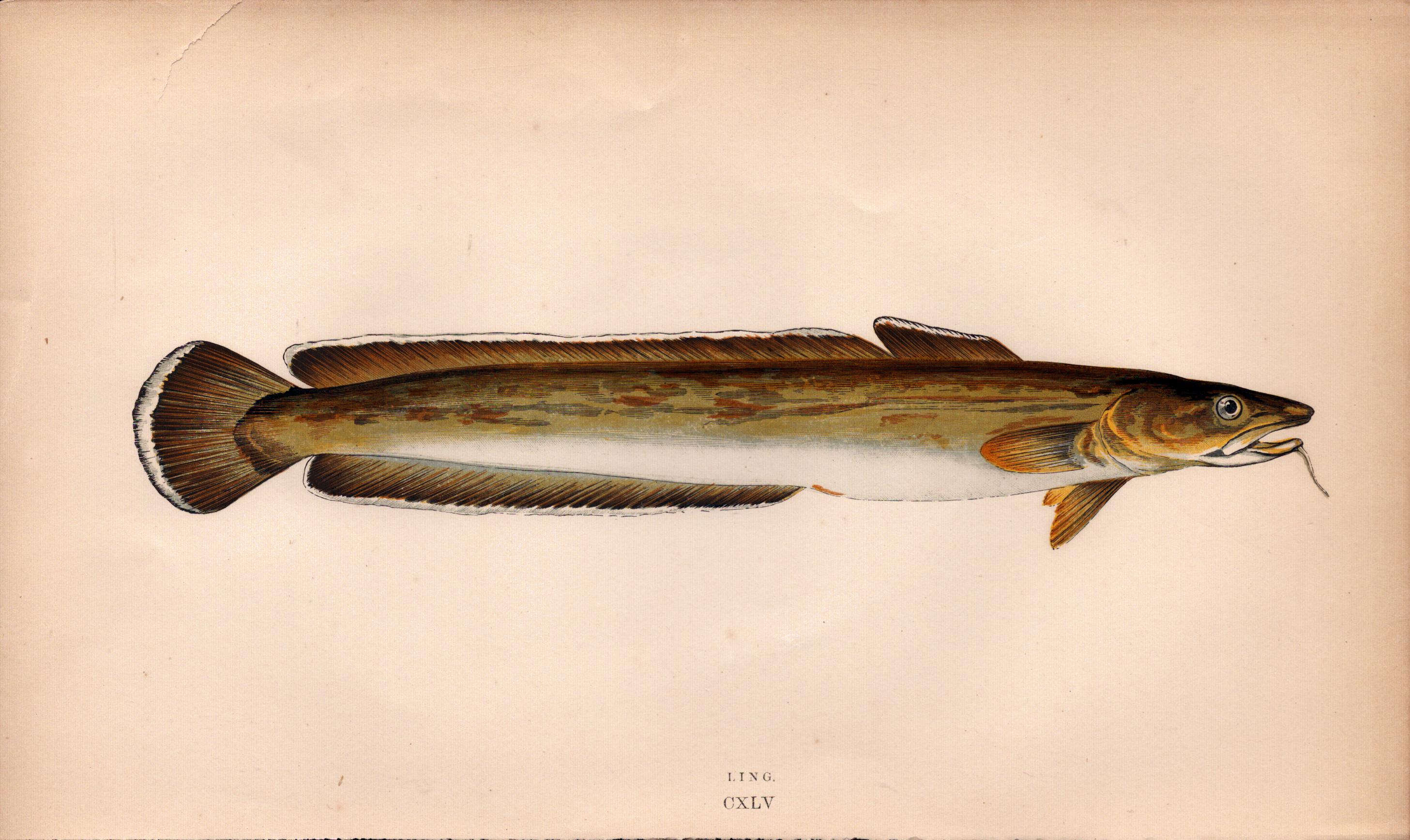 Ling Antique 1869 Johnathan Couch Coloured Fish Engraving.