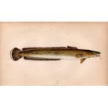 Ling Antique 1869 Johnathan Couch Coloured Fish Engraving.