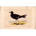 Wilson’s Petrel Rev Morris Antique History of British Birds Engraving.