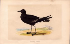 Wilson’s Petrel Rev Morris Antique History of British Birds Engraving.