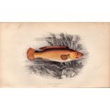 Jago’s Goldsinny Antique Johnathan Couch Coloured Fish Engraving.