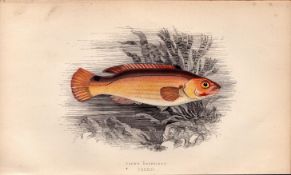 Jago’s Goldsinny Antique Johnathan Couch Coloured Fish Engraving.