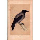 Hooded Crow Rev Morris Antique History of British Birds Engraving.