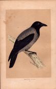 Hooded Crow Rev Morris Antique History of British Birds Engraving.