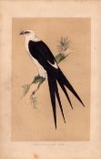 Swallow Tailed Kite Rev Morris Antique History of British Birds Engraving.