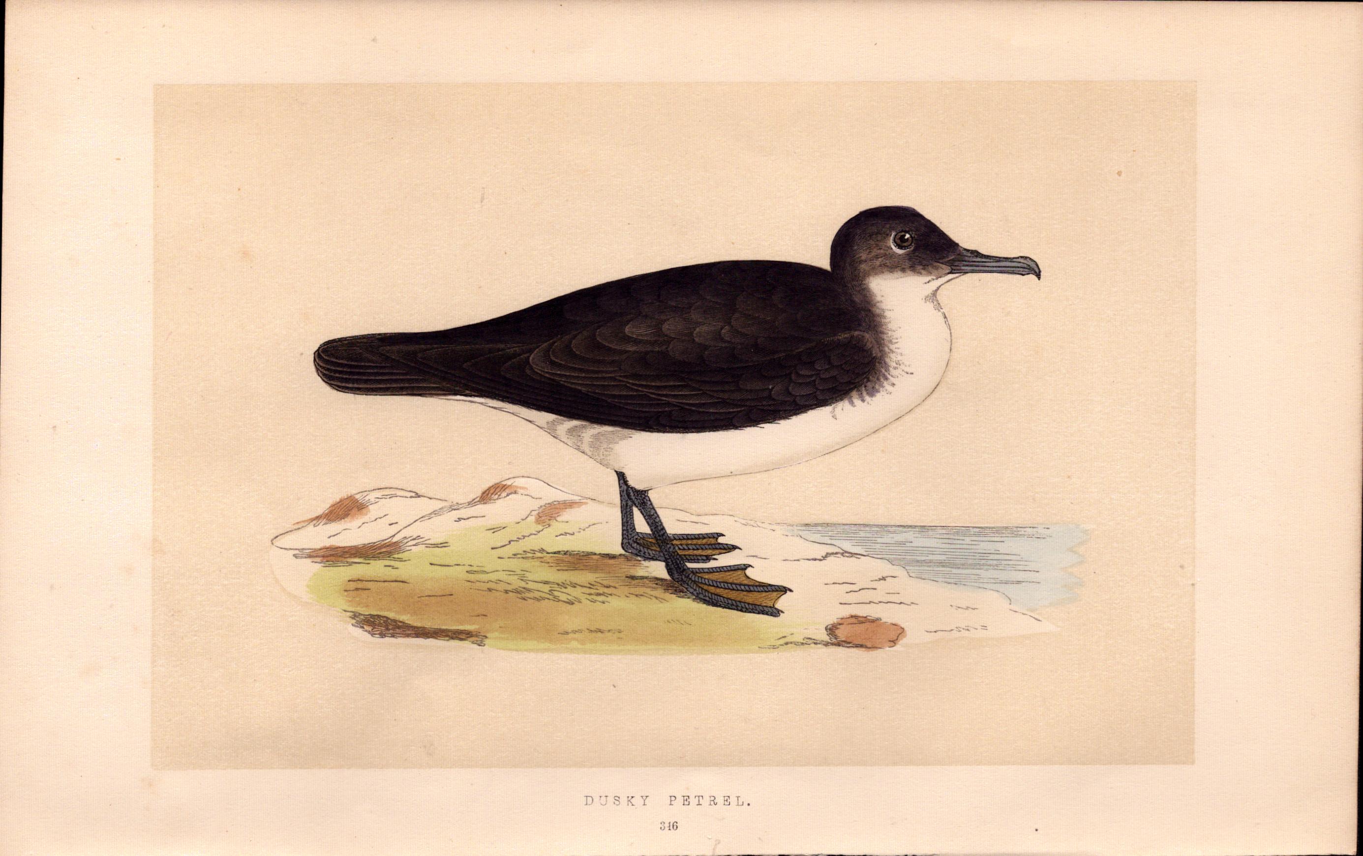 Dusky Petrel Rev Morris 1857 Antique History of British Birds Engraving.