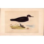 Dusky Petrel Rev Morris 1857 Antique History of British Birds Engraving.