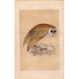 White Owl Rev Morris Antique History of British Birds Engraving.