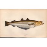 Poutasson Antique Johnathan Couch Coloured Fish Engraving.