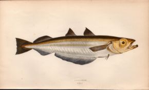 Poutasson Antique Johnathan Couch Coloured Fish Engraving.