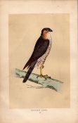 Sparrow Hawk Rev Morris Antique History of British Birds Engraving.
