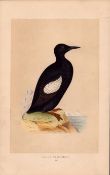 Black Guillemot Rev Morris Antique History of British Birds Engraving.