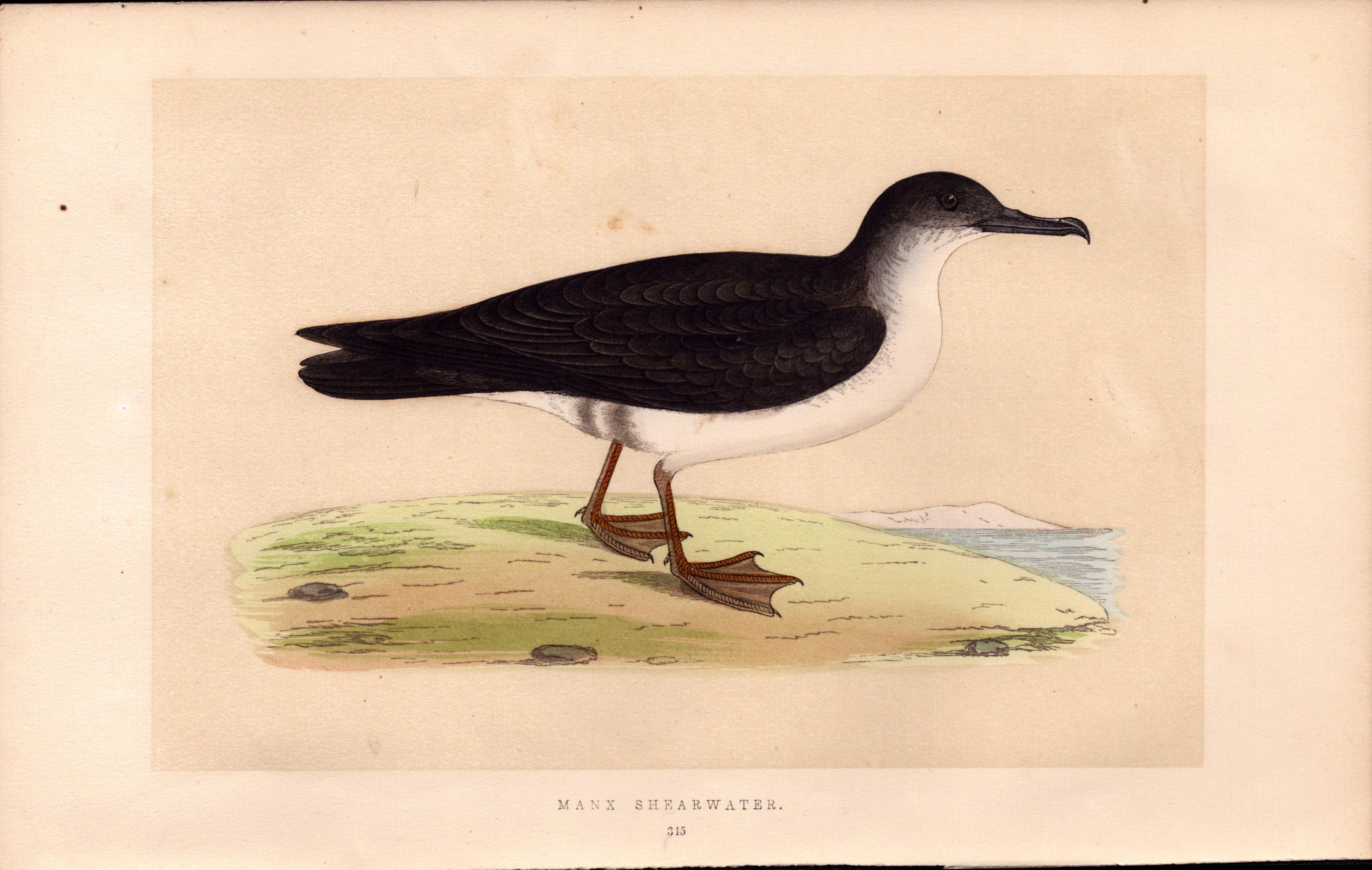 Manx Shearwater Rev Morris Antique History of British Birds Engraving.