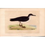 Manx Shearwater Rev Morris Antique History of British Birds Engraving.