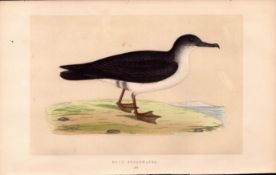 Manx Shearwater Rev Morris Antique History of British Birds Engraving.