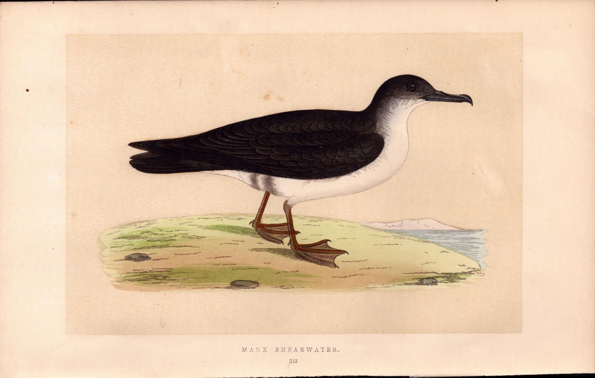 Manx Shearwater Rev Morris Antique History of British Birds Engraving.