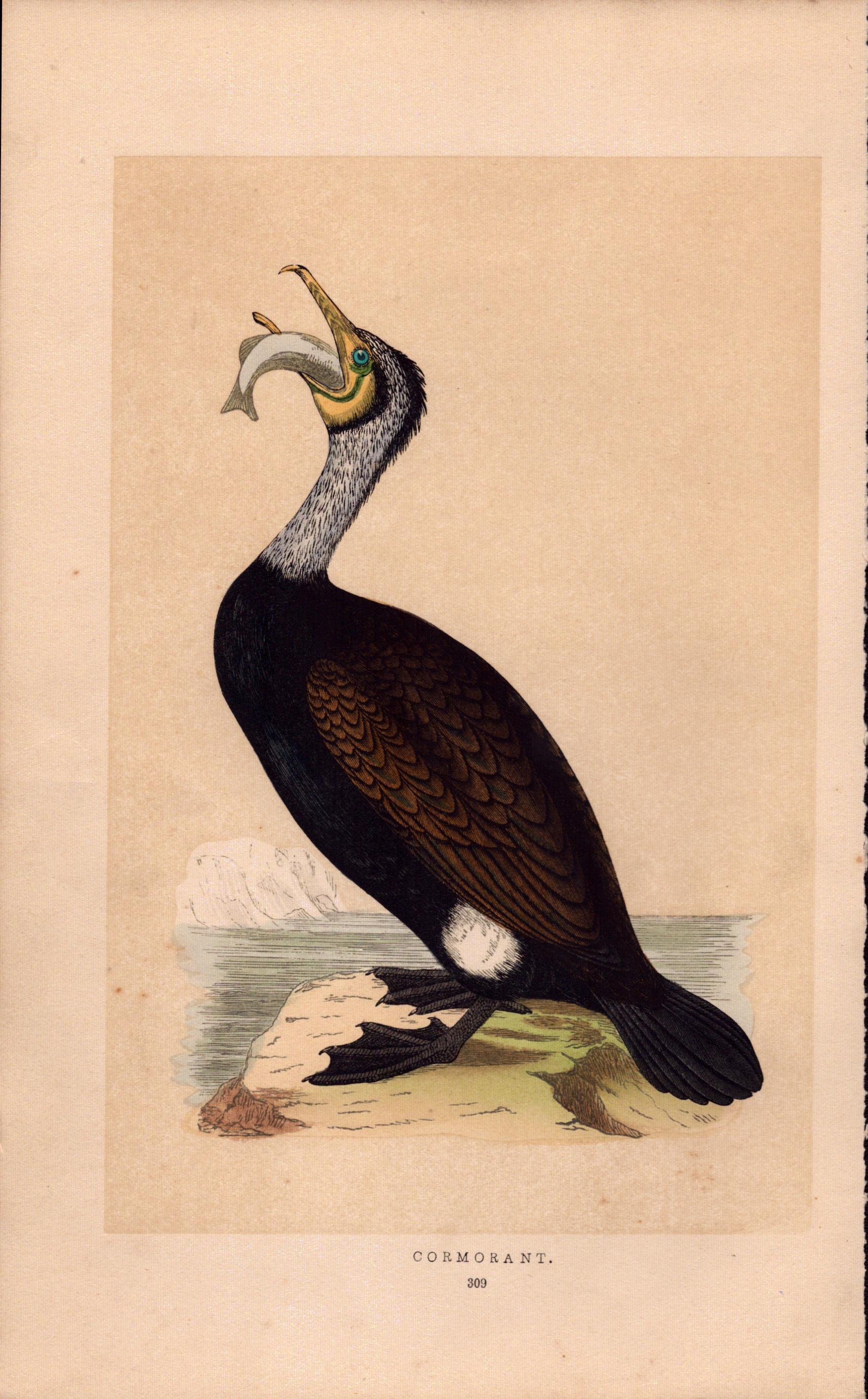 Cormorant Rev Morris Antique History of British Birds Engraving.