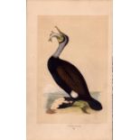 Cormorant Rev Morris Antique History of British Birds Engraving.