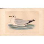 Kittiwake Rev Morris Antique 1857 History of British Birds Engraving.